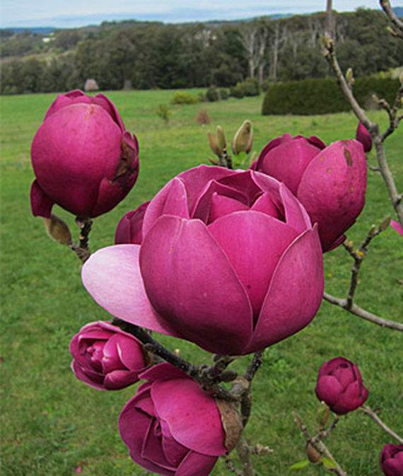 Magnolia, Black Tulip PPAF